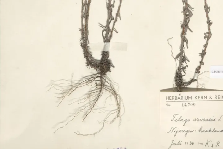 Herbariumetiket met locatie (Bron: Naturalis)