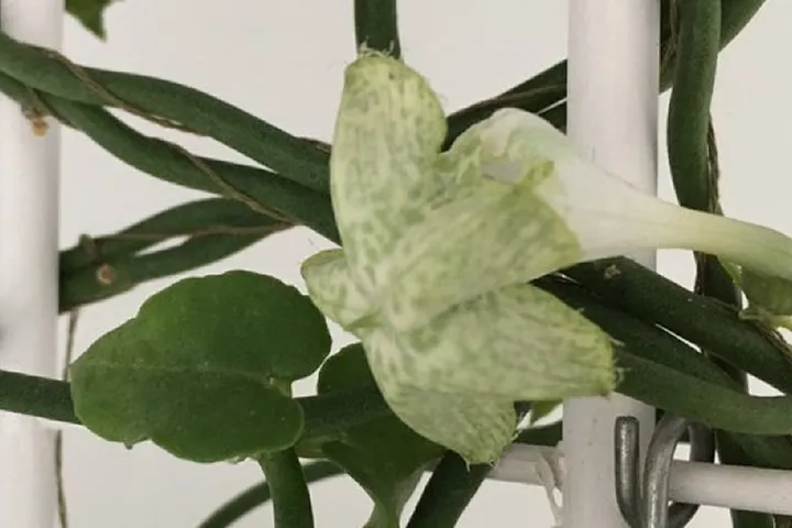 Parachuteplant