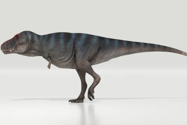 New field: the biomechanics of enormous tails