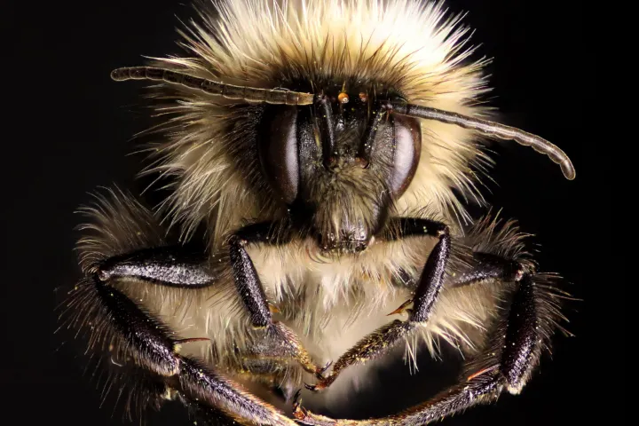 Hommel foto [Marten Schoonman]