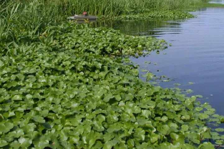 Grote waternavel