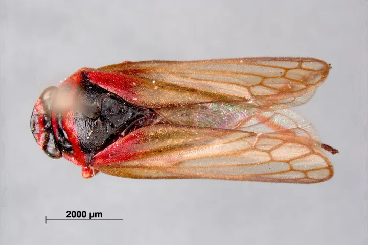 Het holotype van een cicadasoort