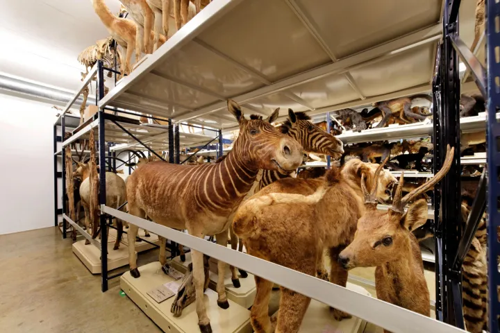 Uitgestorven zoogdieren in het depot