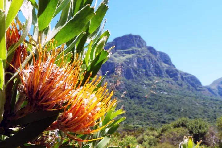 Plant van Leucospermum genus