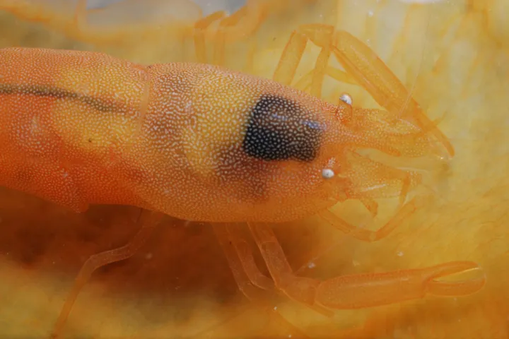 Anchistus_custoides_Mollusca_Bivalvia_Atrina_vexillium 