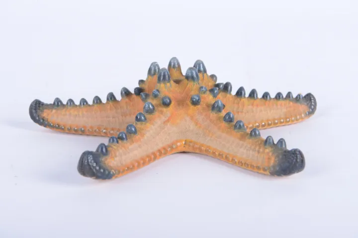 Gedroogde zee-egel