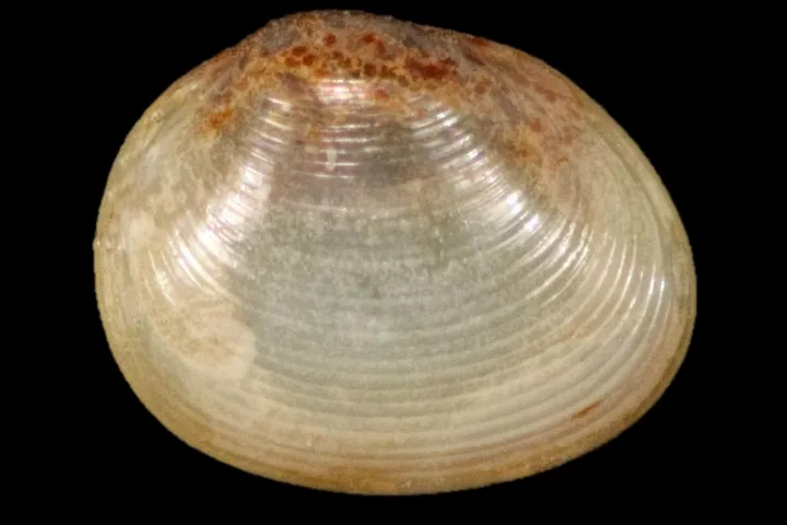 Wit schelpje