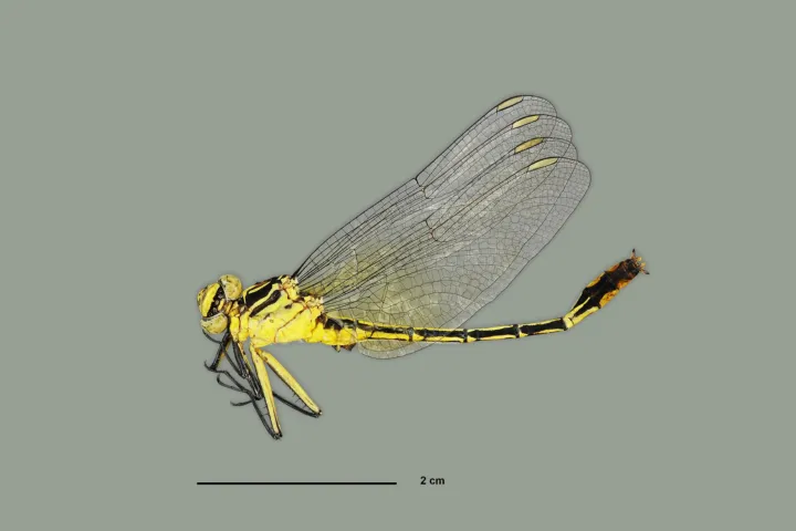 Notogomphus libel