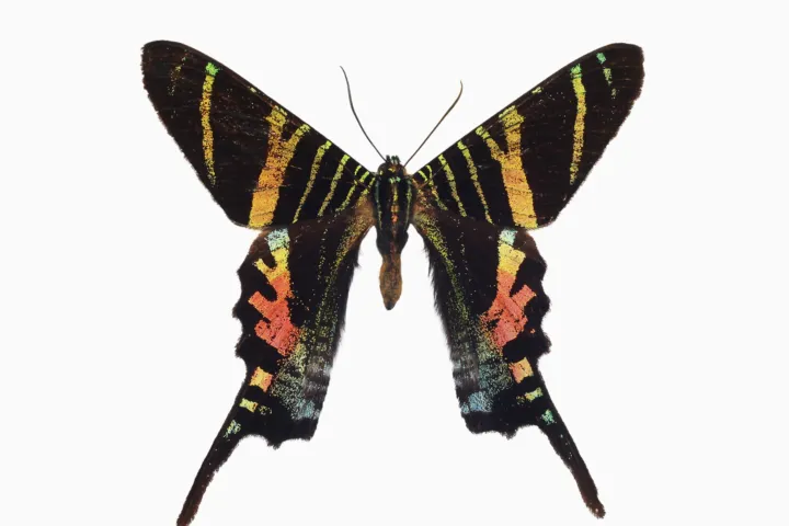 Urania sloanus