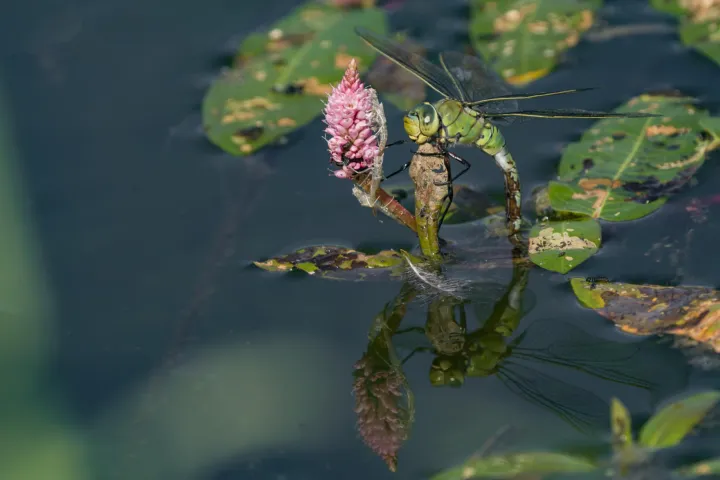 Libelle op water