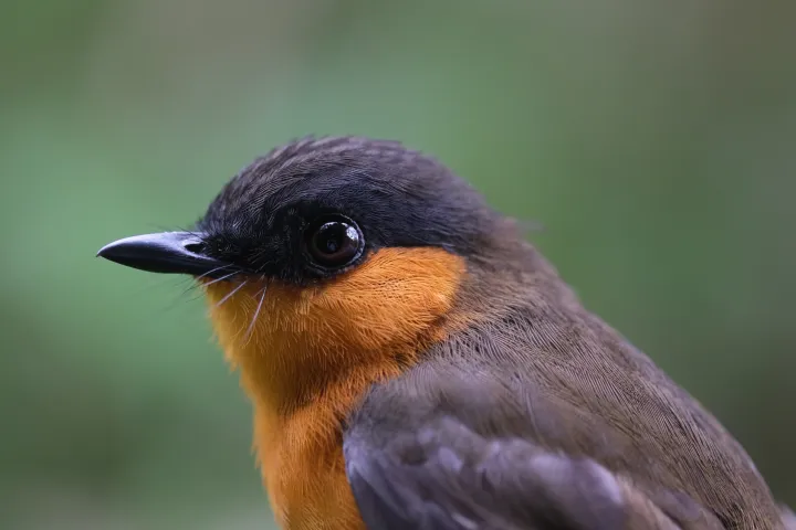 Bioko (Pau Enric Serra)