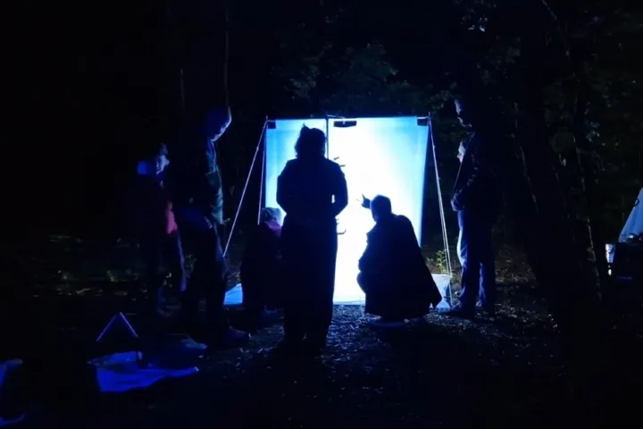 Vlinders spotten tijdens een nachtexpeditie