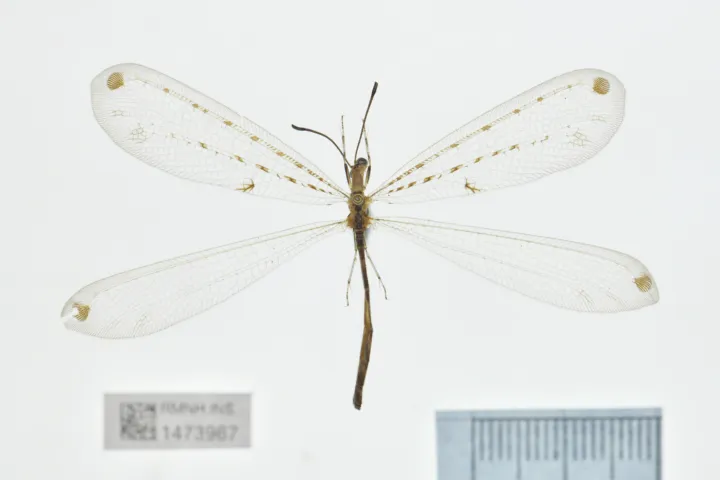 Photo of one of the Naturalis antlions