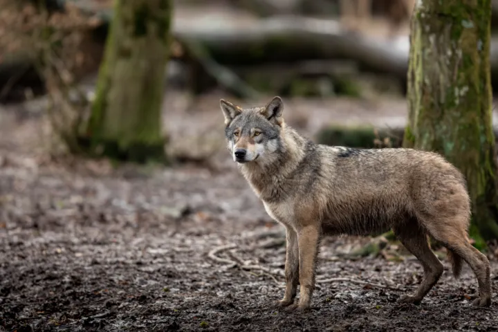 Wolf