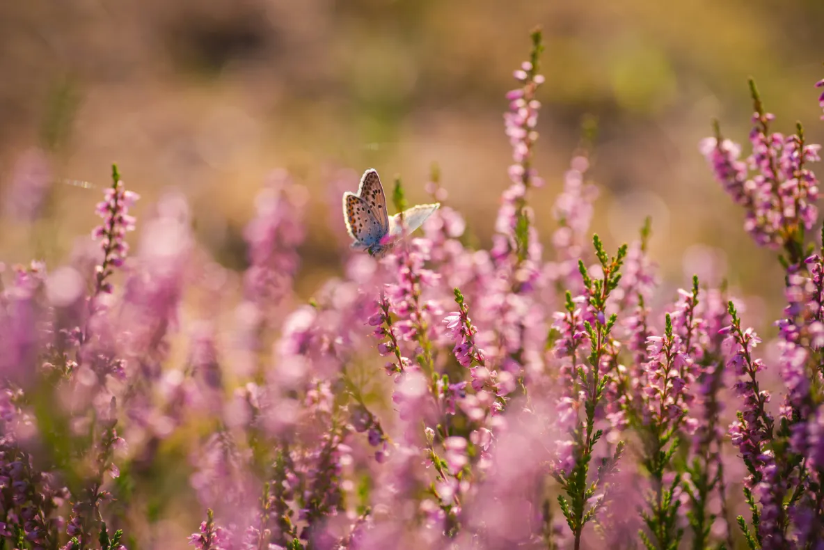 Nederlandse biodiversiteit