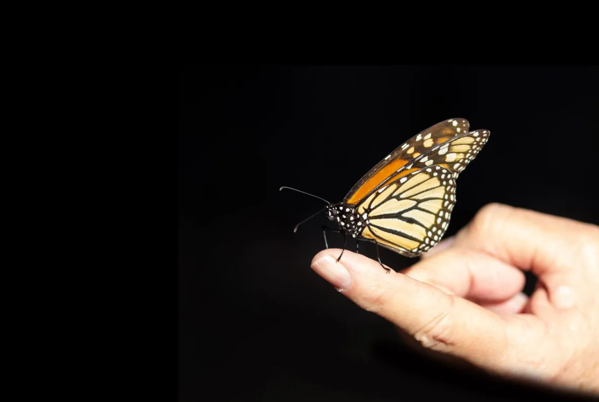 Vlinder op vinger