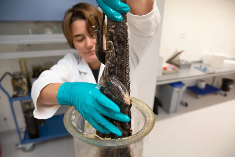 Esther Dondorp stopt een hagedis in een pot met sterk water