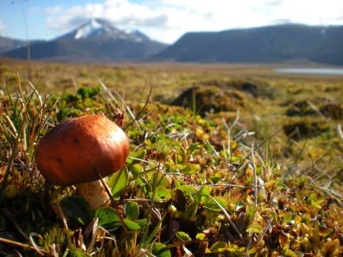 Fungal evolution