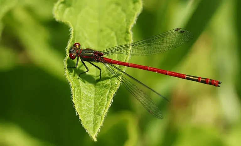 Libelle