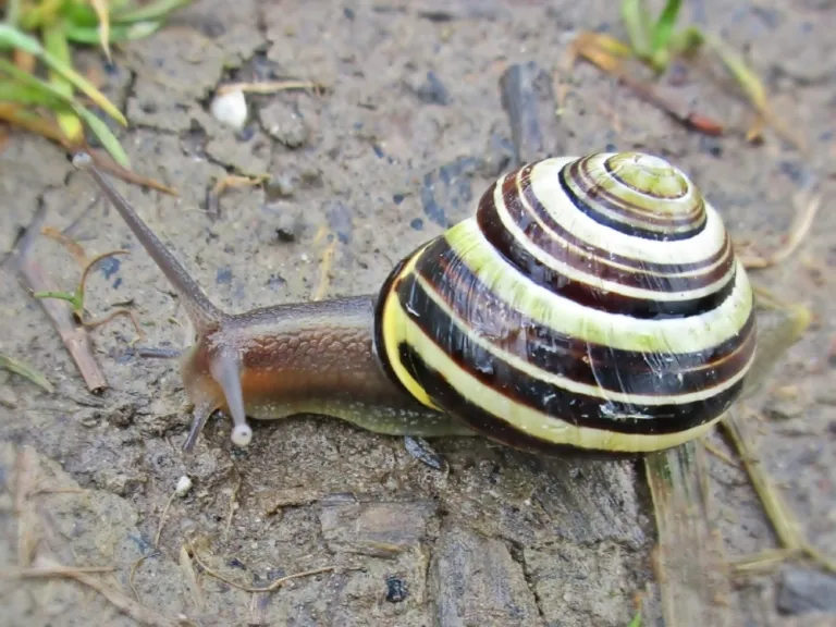 Tuinslak