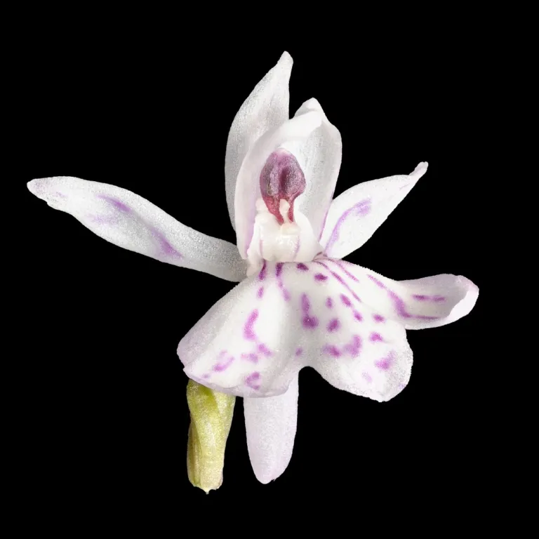 Eetbare orchidee