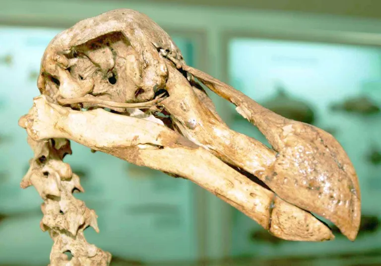 Dodoskelet, natuurhistorisch museum Mauritius