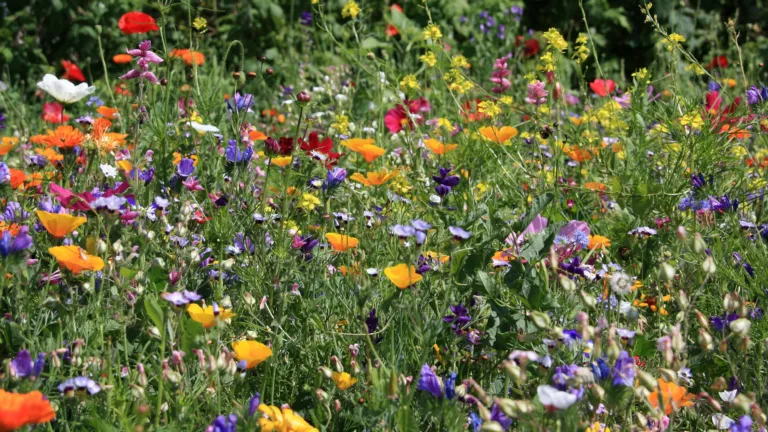 Veld met bloemen