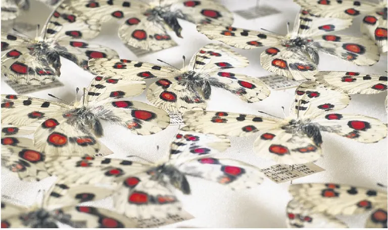 Apollovlinders: hiervan bezit Naturalis een van de volledigste verzamelingen ter wereld. Foto: Naturalis Biodiversity Center