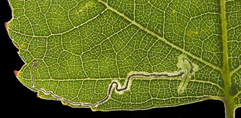 Lead foto Stigmella naturnella bladmijn