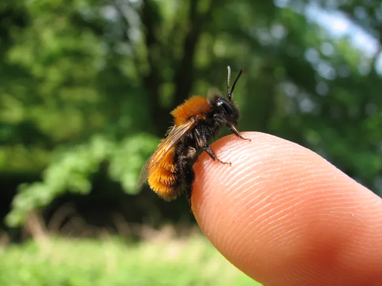Andrena fulva