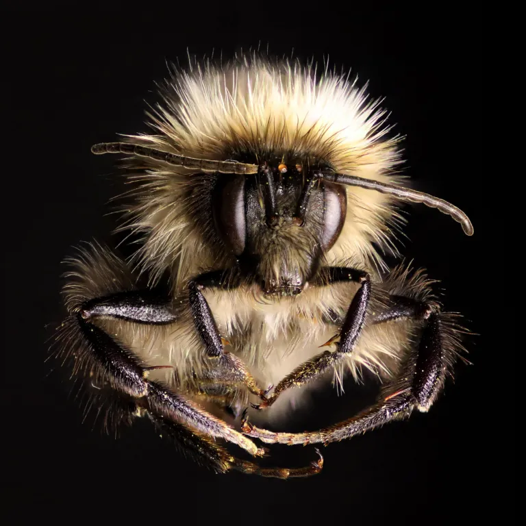 Hommel foto [Marten Schoonman]