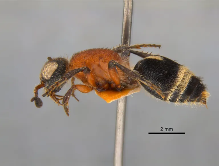 Andreimyrme naturalis, zijaanzicht