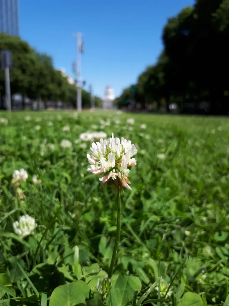 Witte klaver in de stad