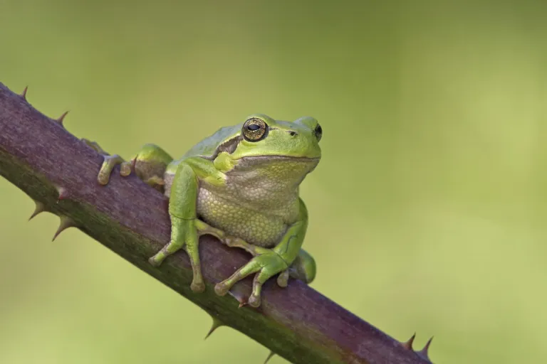 Europese Boomkikker (Hyla arborea) - Jelger Herder