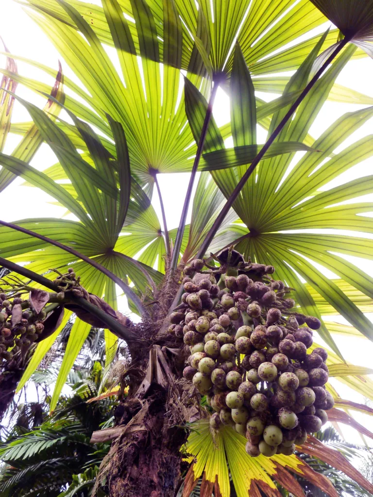 Een grote vruchtenboom