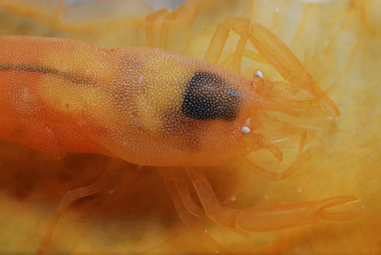 Anchistus_custoides_Mollusca_Bivalvia_Atrina_vexillium 
