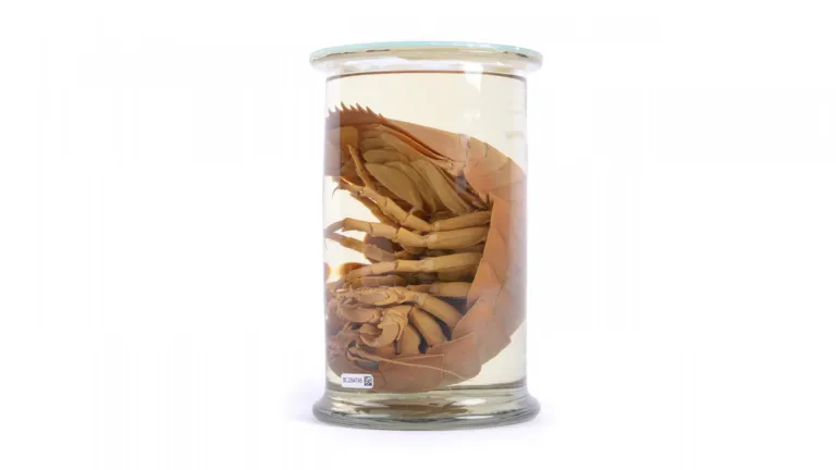 Reuzenpissebed in een pot sterk water