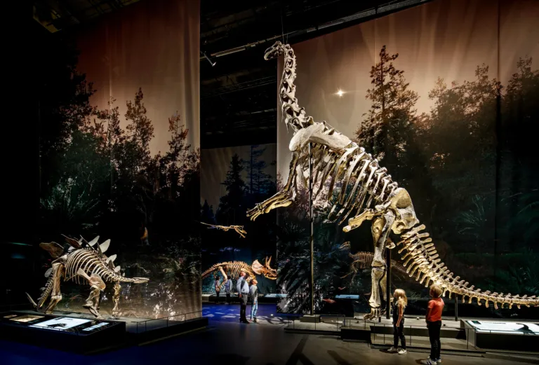 Camarasaurus en andere dino's in zaal Dinotijd in Naturalis