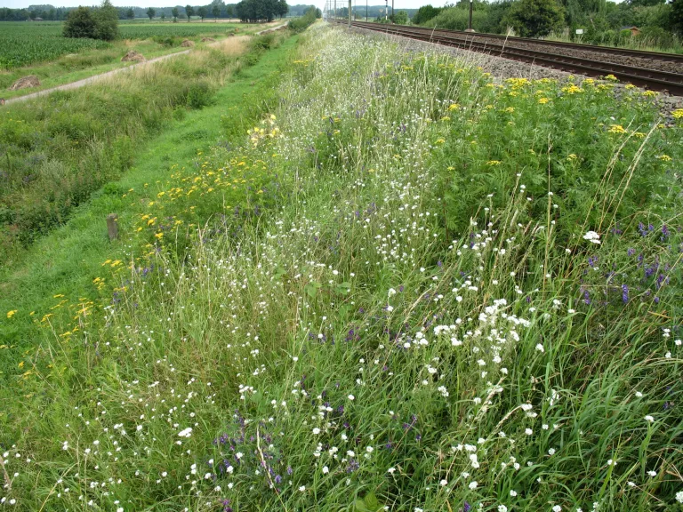 Een biodiverse berm in Zwolle, credit: Frans Willem Blok