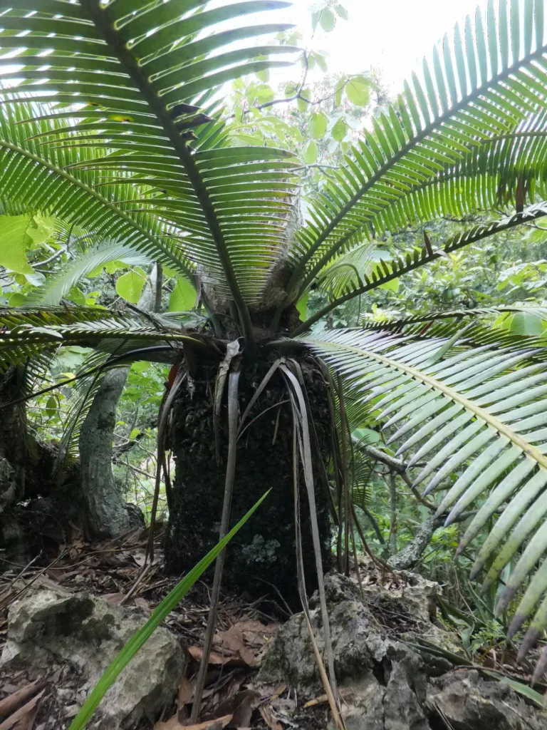 Dioon cycade in het wild 