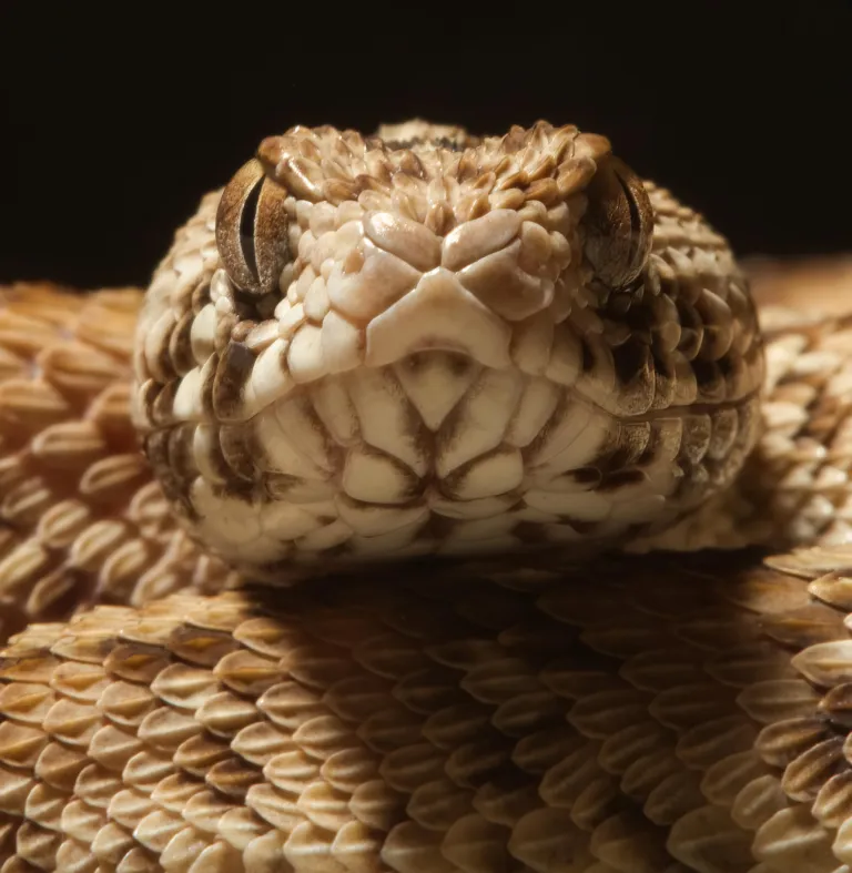 The venom of a West African carpet viper (Echis ocellatus) is one of the four venoms used to test the effect of the new 3D blood vessel model (credit: Wolfgang Wuster).