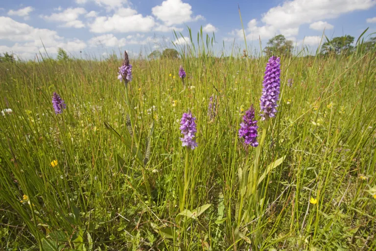 Rietorchis op de Drentse Aa, credit: Jelger Herder
