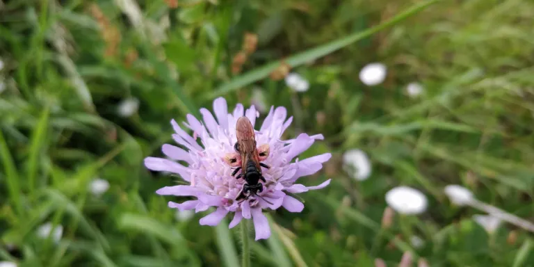 Andrena hattorfiana