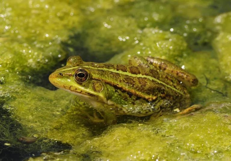 Marsh frog
