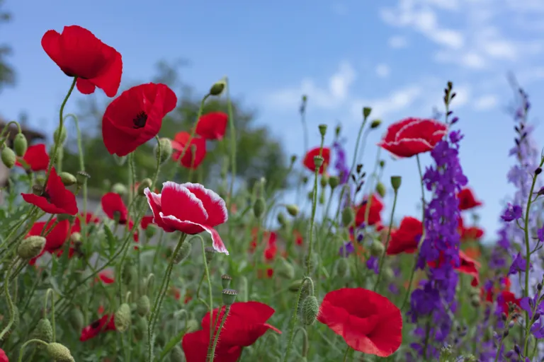 Wilde bloemen